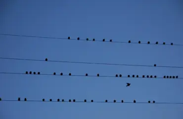 Byg en flytbar skillevæg med trælister og gipsplader