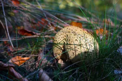 Hvad koster gulvafslibning? Sådan får du den bedste pris og undgår skjulte udgifter