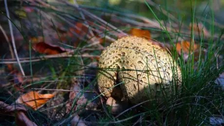 Hvad koster gulvafslibning? Sådan får du den bedste pris og undgår skjulte udgifter