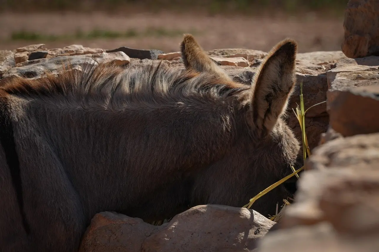 Hvordan maler man med kalkmaling? Trin-for-trin-guide til smukke, matte flader