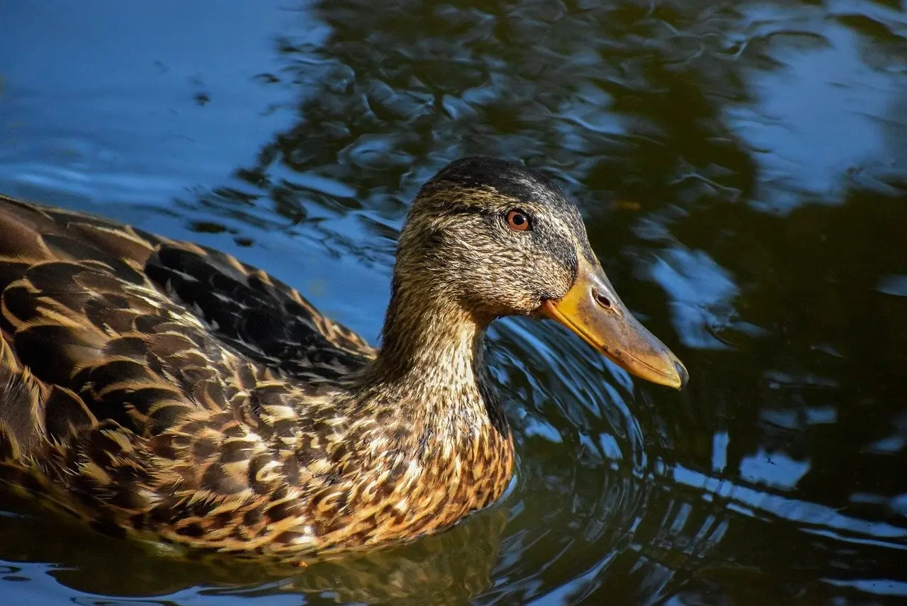 Løsning til Profitere krydsord