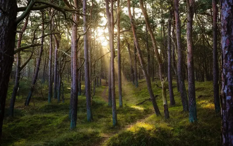 Medvirkende i Sherwood