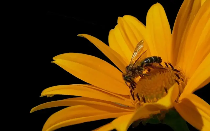 Svar til Insekt Krydsord