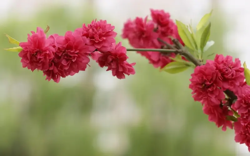 Telefonnummer 20 61 63 45 ringede – skal jeg svare?