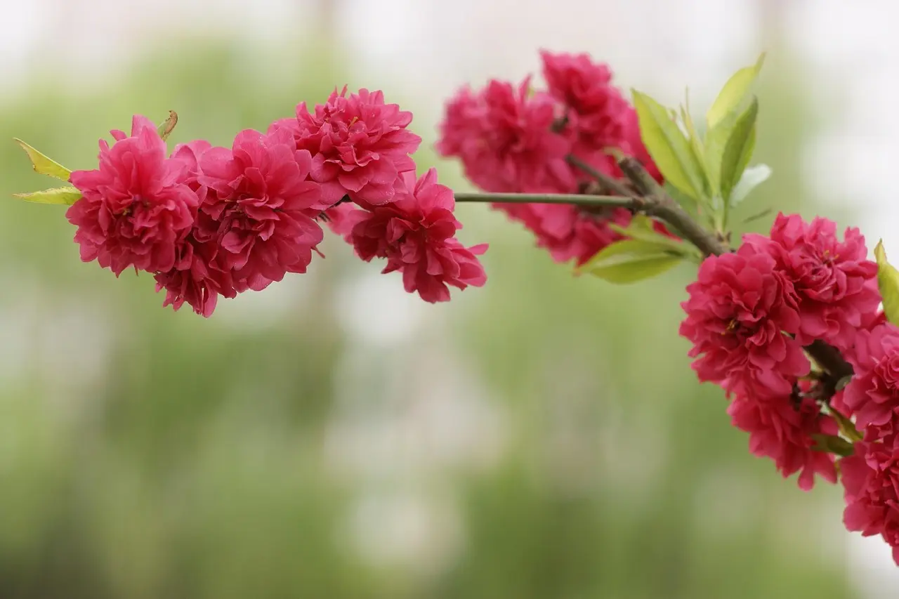 Telefonnummer 20 61 63 45 ringede – skal jeg svare?